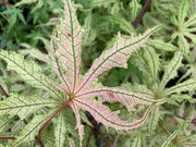- Acer palmatum 'Strawberry Spring' Reticulated Japanese Maple - Mr Maple │ Buy Japanese Maple Trees