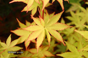 - Acer palmatum 'Summer Gold' Japanese Maple - Mr Maple │ Buy Japanese Maple Trees