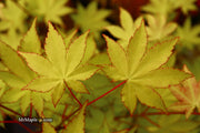 - Acer palmatum 'Summer Gold' Japanese Maple - Mr Maple │ Buy Japanese Maple Trees