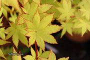 - Acer palmatum 'Summer Gold' Japanese Maple - Mr Maple │ Buy Japanese Maple Trees