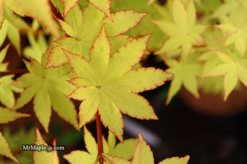 - Acer palmatum 'Summer Gold' Japanese Maple - Mr Maple │ Buy Japanese Maple Trees
