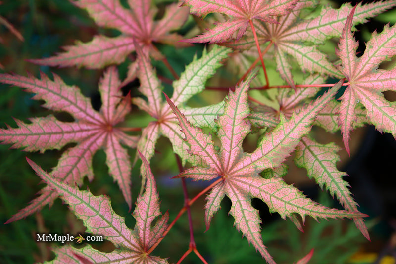 - Acer palmatum 'Celebration' Japanese Maple - Mr Maple │ Buy Japanese Maple Trees