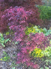 - Acer palmatum 'Lileeanne's Jewel' Japanese Maple - Mr Maple │ Buy Japanese Maple Trees