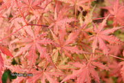 - Acer palmatum 'Celebration' Japanese Maple - Mr Maple │ Buy Japanese Maple Trees
