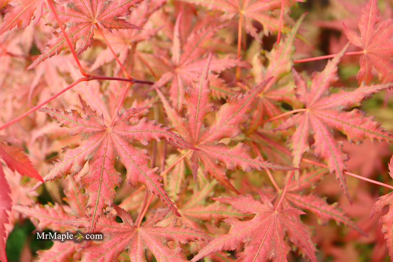 - Acer palmatum 'Celebration' Japanese Maple - Mr Maple │ Buy Japanese Maple Trees