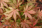 - Acer palmatum 'Celebration' Japanese Maple - Mr Maple │ Buy Japanese Maple Trees