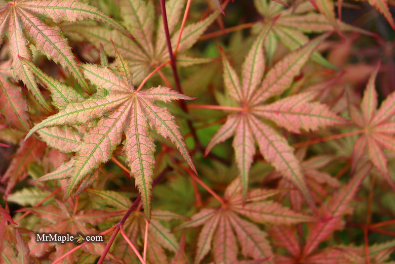 - Acer palmatum 'Celebration' Japanese Maple - Mr Maple │ Buy Japanese Maple Trees