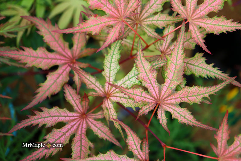 - Acer palmatum 'Celebration' Japanese Maple - Mr Maple │ Buy Japanese Maple Trees