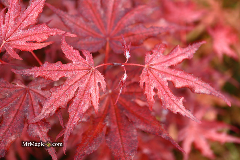 - Acer palmatum 'Waveleaf' Japanese Maple - Mr Maple │ Buy Japanese Maple Trees