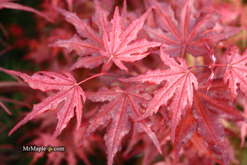 - Acer palmatum 'Waveleaf' Japanese Maple - Mr Maple │ Buy Japanese Maple Trees