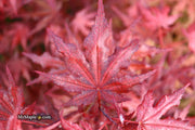 - Acer palmatum 'Waveleaf' Japanese Maple - Mr Maple │ Buy Japanese Maple Trees