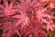 - Acer palmatum 'Waveleaf' Japanese Maple - Mr Maple │ Buy Japanese Maple Trees