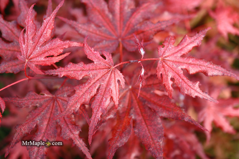 - Acer palmatum 'Waveleaf' Japanese Maple - Mr Maple │ Buy Japanese Maple Trees
