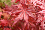 - Acer palmatum 'Waveleaf' Japanese Maple - Mr Maple │ Buy Japanese Maple Trees