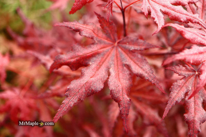 - Acer palmatum 'Waveleaf' Japanese Maple - Mr Maple │ Buy Japanese Maple Trees