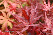 - Acer palmatum 'Waveleaf' Japanese Maple - Mr Maple │ Buy Japanese Maple Trees