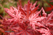 - Acer palmatum 'Waveleaf' Japanese Maple - Mr Maple │ Buy Japanese Maple Trees