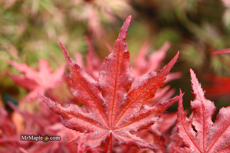 - Acer palmatum 'Waveleaf' Japanese Maple - Mr Maple │ Buy Japanese Maple Trees