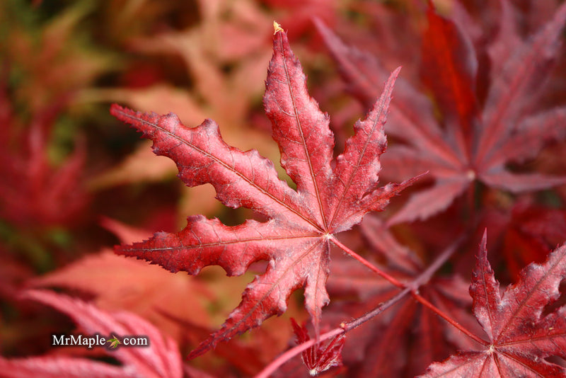 - Acer palmatum 'Waveleaf' Japanese Maple - Mr Maple │ Buy Japanese Maple Trees