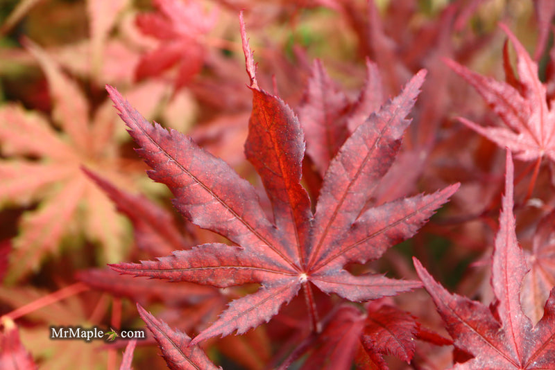 - Acer palmatum 'Waveleaf' Japanese Maple - Mr Maple │ Buy Japanese Maple Trees