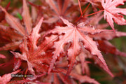 - Acer palmatum 'Waveleaf' Japanese Maple - Mr Maple │ Buy Japanese Maple Trees