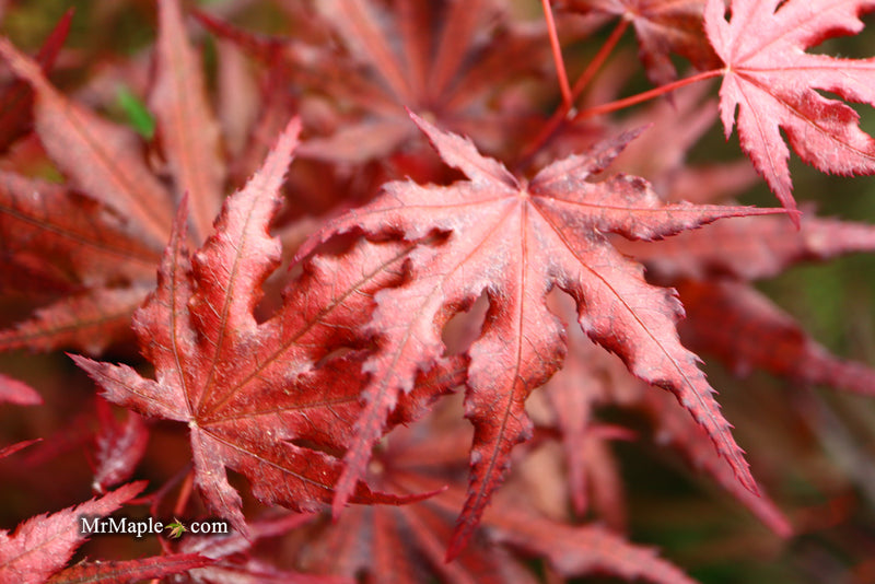 - Acer palmatum 'Waveleaf' Japanese Maple - Mr Maple │ Buy Japanese Maple Trees