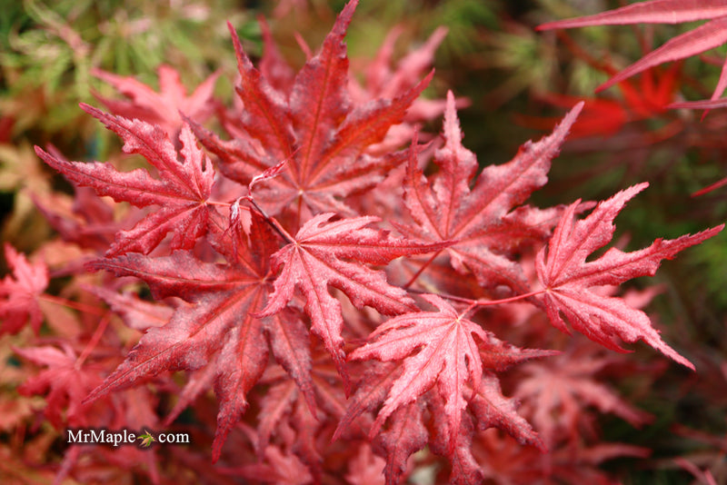 - Acer palmatum 'Waveleaf' Japanese Maple - Mr Maple │ Buy Japanese Maple Trees
