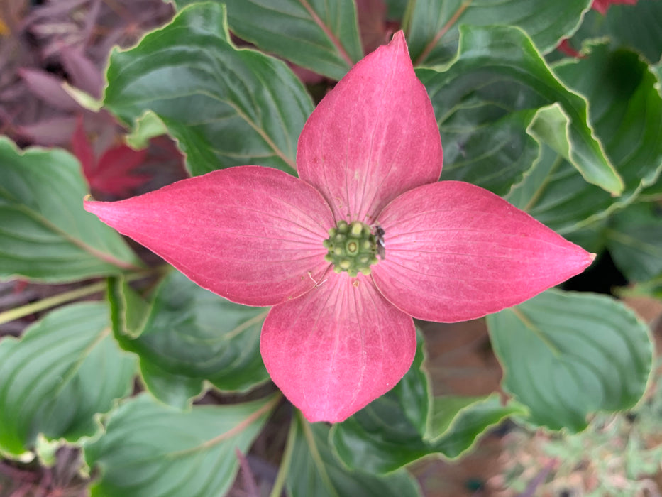 Cornus kousa 'Beni fuji' Pink Flowering Chinese Dogwood