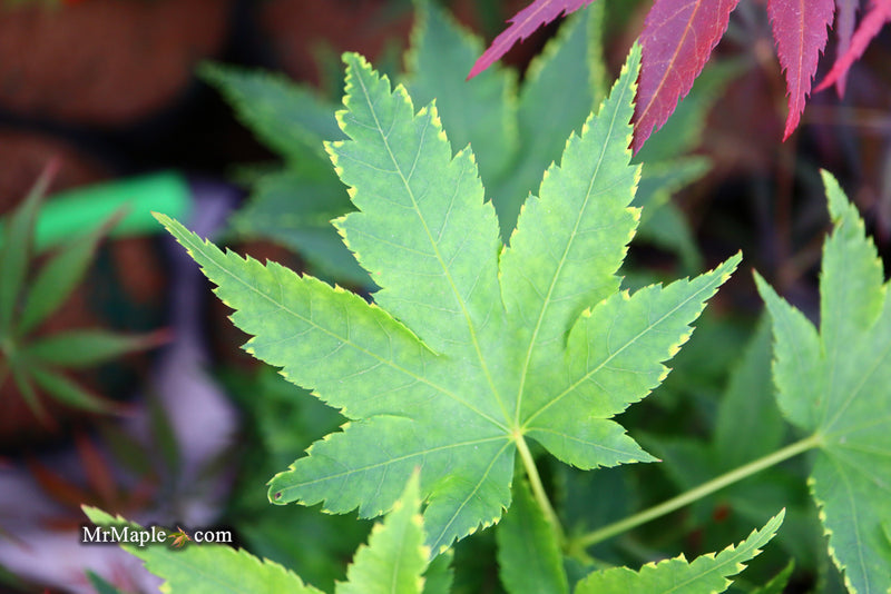 - Acer palmatum 'Sagara nishiki' Japanese Maple - Mr Maple │ Buy Japanese Maple Trees