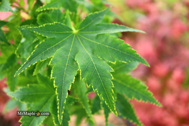 - Acer palmatum 'Sagara nishiki' Japanese Maple - Mr Maple │ Buy Japanese Maple Trees