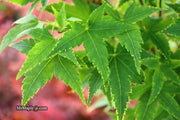 - Acer palmatum 'Sagara nishiki' Japanese Maple - Mr Maple │ Buy Japanese Maple Trees