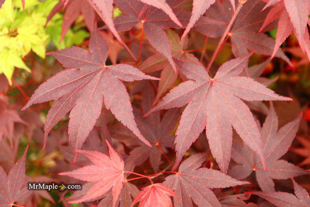 Acer palmatum 'Ruth's Red' Japanese Maple