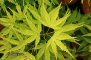 - Acer palmatum 'Tattoo' Dwarf Japanese Maple - Mr Maple │ Buy Japanese Maple Trees