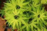 - Acer palmatum 'Tattoo' Dwarf Japanese Maple - Mr Maple │ Buy Japanese Maple Trees