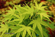 - Acer palmatum 'Tattoo' Dwarf Japanese Maple - Mr Maple │ Buy Japanese Maple Trees