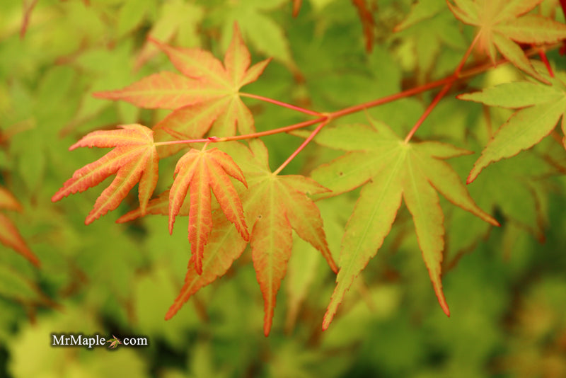- Acer palmatum 'Wildfire' Coral bark Winter Interest Japanese Maple - Mr Maple │ Buy Japanese Maple Trees