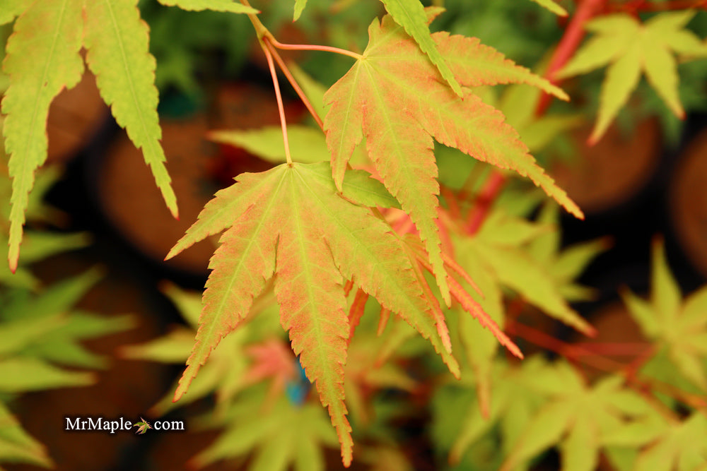 Acer palmatum 'Wildfire' Coral bark Winter Interest Japanese Maple