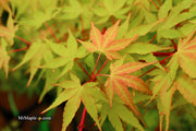 - Acer palmatum 'Wildfire' Coral bark Winter Interest Japanese Maple - Mr Maple │ Buy Japanese Maple Trees