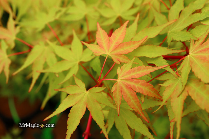 - Acer palmatum 'Wildfire' Coral bark Winter Interest Japanese Maple - Mr Maple │ Buy Japanese Maple Trees