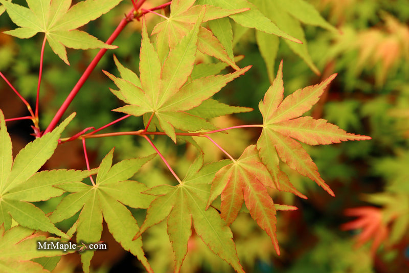 - Acer palmatum 'Wildfire' Coral bark Winter Interest Japanese Maple - Mr Maple │ Buy Japanese Maple Trees
