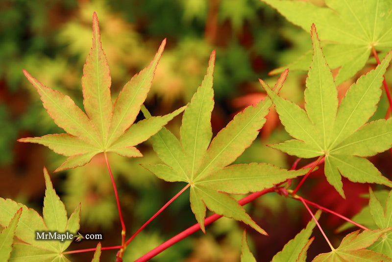 - Acer palmatum 'Wildfire' Coral bark Winter Interest Japanese Maple - Mr Maple │ Buy Japanese Maple Trees