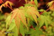 - Acer palmatum 'Wildfire' Coral bark Winter Interest Japanese Maple - Mr Maple │ Buy Japanese Maple Trees