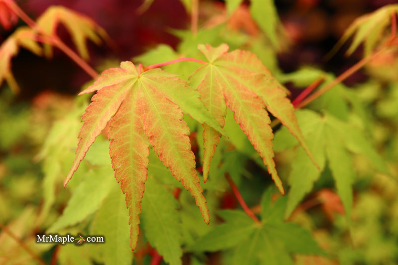 - Acer palmatum 'Wildfire' Coral bark Winter Interest Japanese Maple - Mr Maple │ Buy Japanese Maple Trees