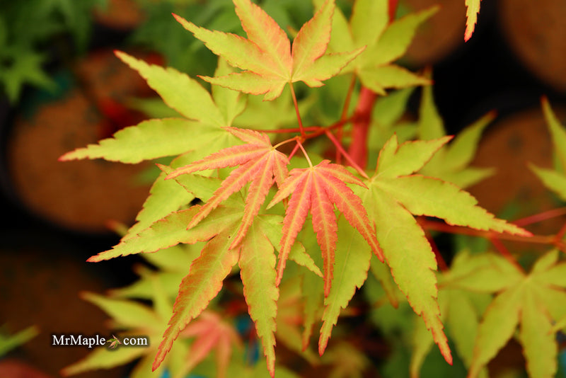 - Acer palmatum 'Wildfire' Coral bark Winter Interest Japanese Maple - Mr Maple │ Buy Japanese Maple Trees