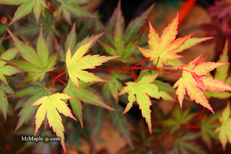 - Acer palmatum 'Mila' Japanese Maple - Mr Maple │ Buy Japanese Maple Trees
