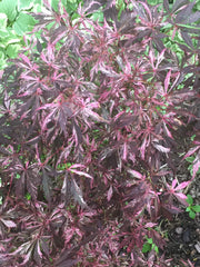 - Acer palmatum 'Lileeanne's Jewel' Japanese Maple - Mr Maple │ Buy Japanese Maple Trees