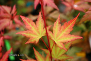 - Acer palmatum 'Mila' Japanese Maple - Mr Maple │ Buy Japanese Maple Trees