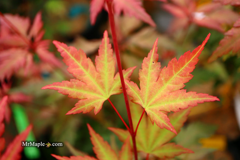 - Acer palmatum 'Mila' Japanese Maple - Mr Maple │ Buy Japanese Maple Trees
