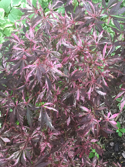 Acer palmatum 'Lileeanne's Jewel' Japanese Maple