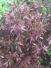 - FOR PICKUP ONLY | Acer palmatum 'Lileeanne's Jewel' Japanese Maple | DOES NOT SHIP - Mr Maple │ Buy Japanese Maple Trees